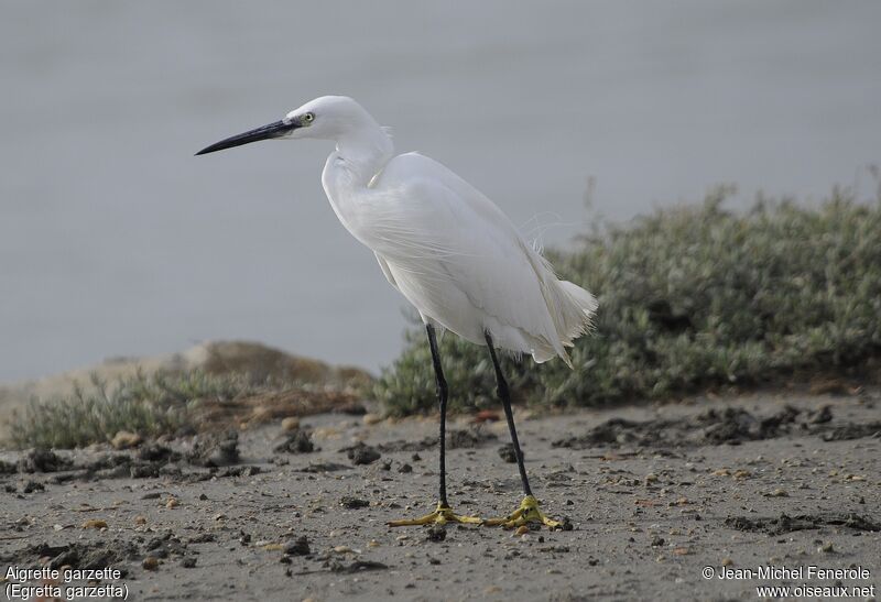 Little Egret