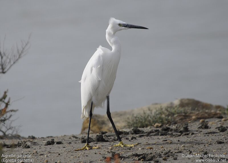 Aigrette garzette