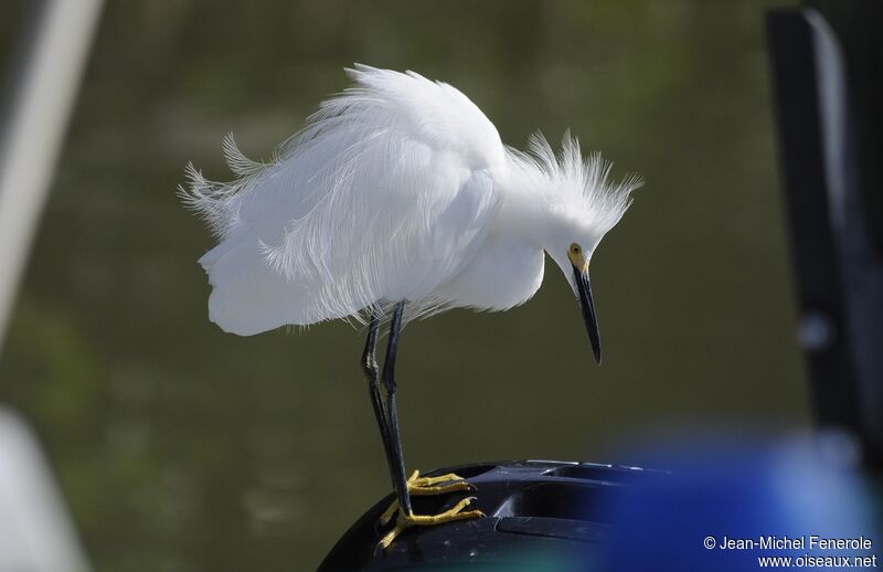 Aigrette neigeuse