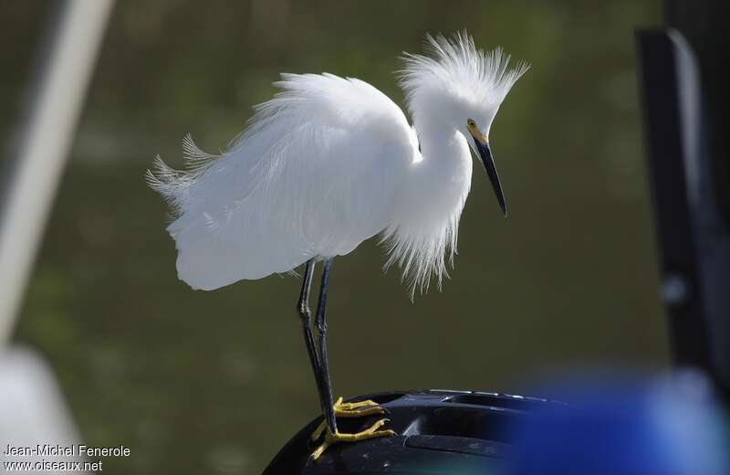 Aigrette neigeuseadulte nuptial, identification