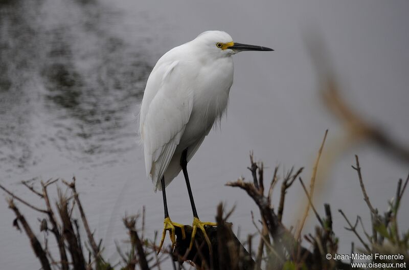 Aigrette neigeuse