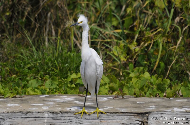 Aigrette neigeuse