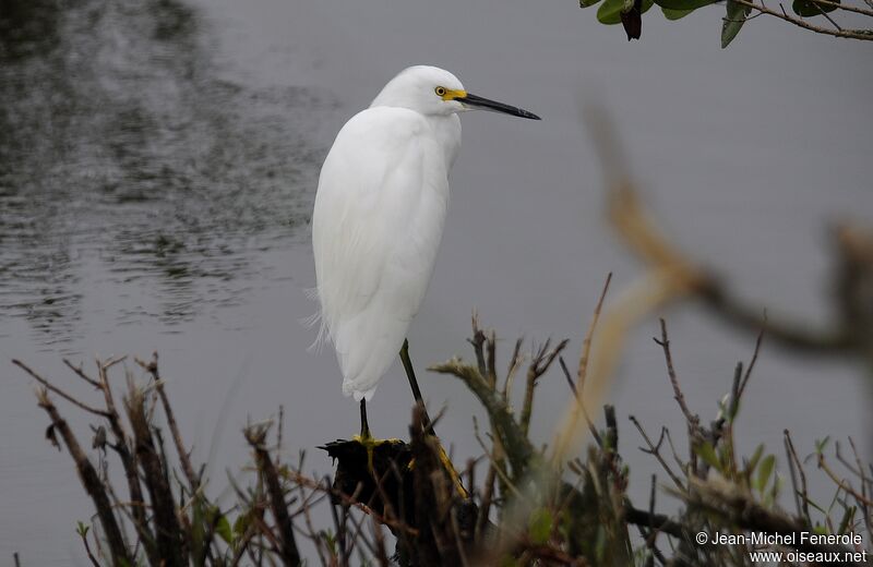 Snowy Egret