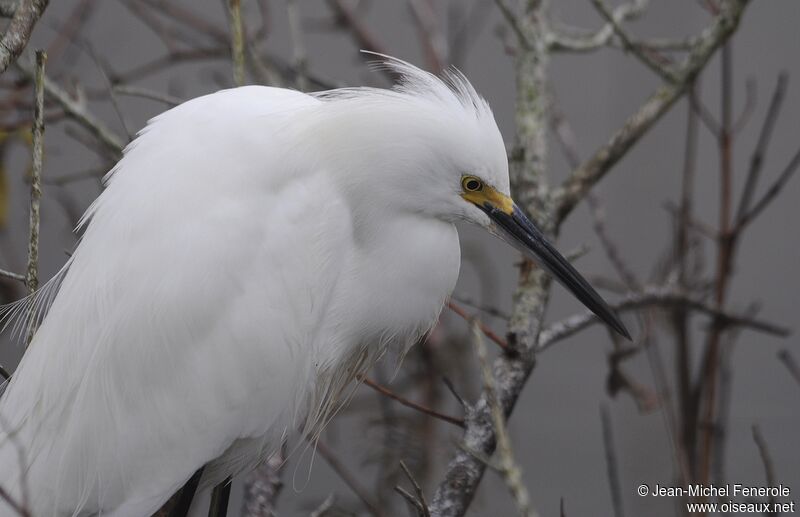 Aigrette neigeuse