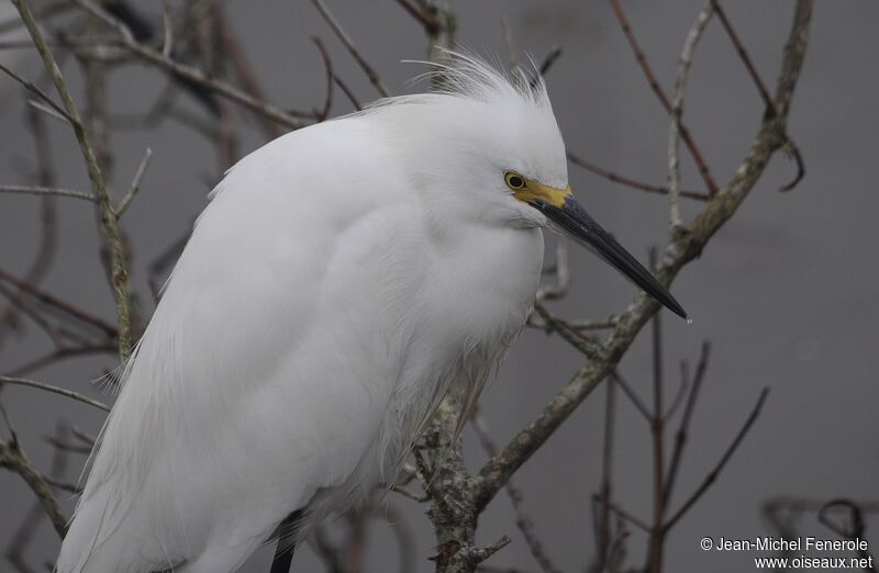 Snowy Egret