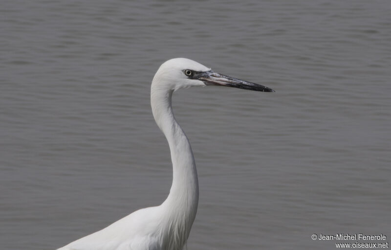 Reddish Egret