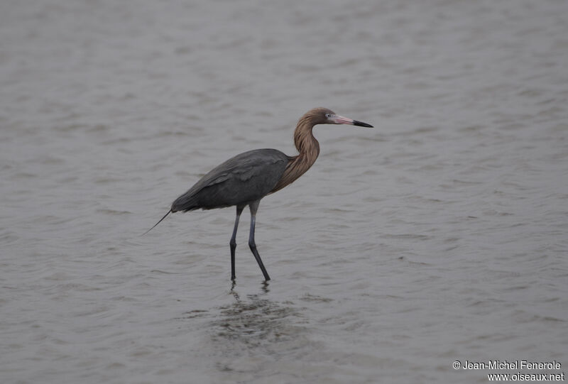 Aigrette roussâtre