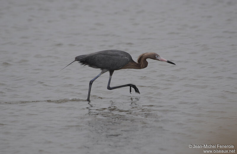 Reddish Egret