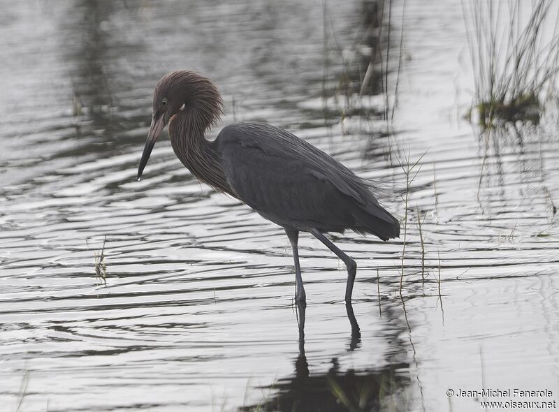 Reddish Egret