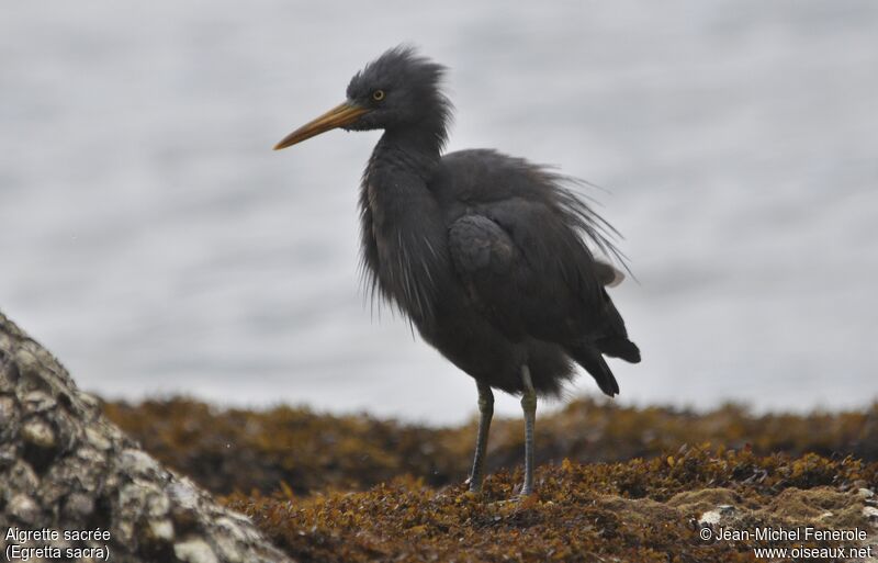 Aigrette sacrée