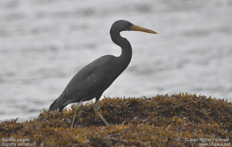 Pacific Reef Heron