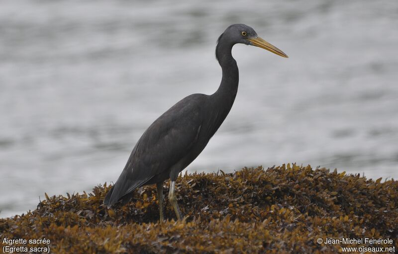 Pacific Reef Heron