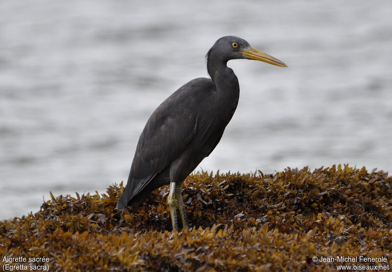 Pacific Reef Heron