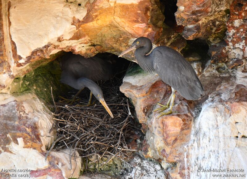 Pacific Reef Heron