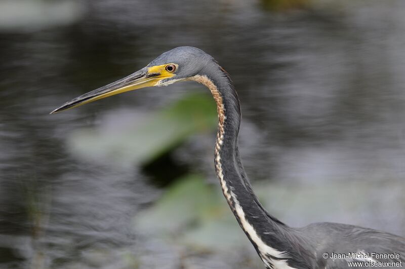 Tricolored Heron