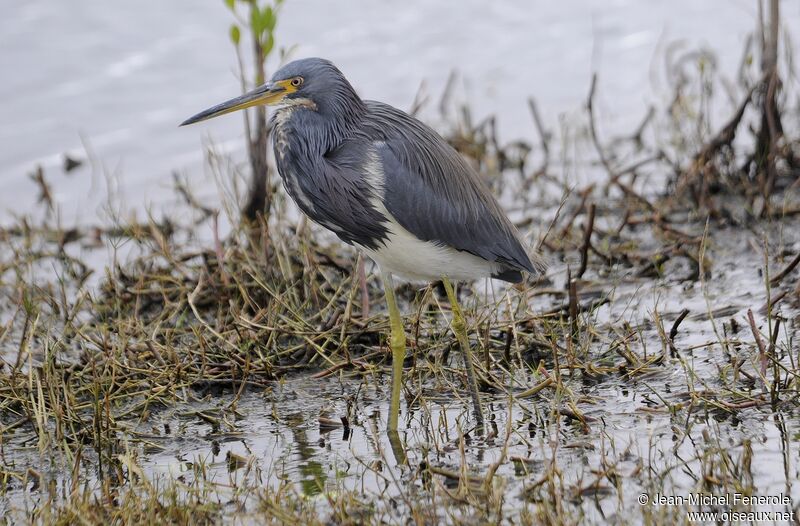 Tricolored Heron