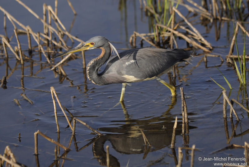 Tricolored Heron