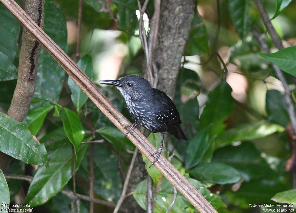 Silvered Antbird