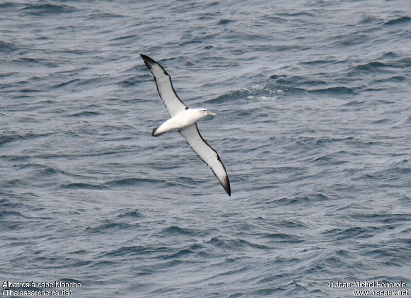 Albatros à cape blanche