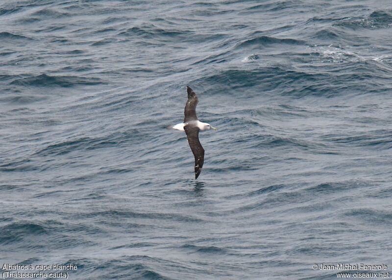 Albatros à cape blanche