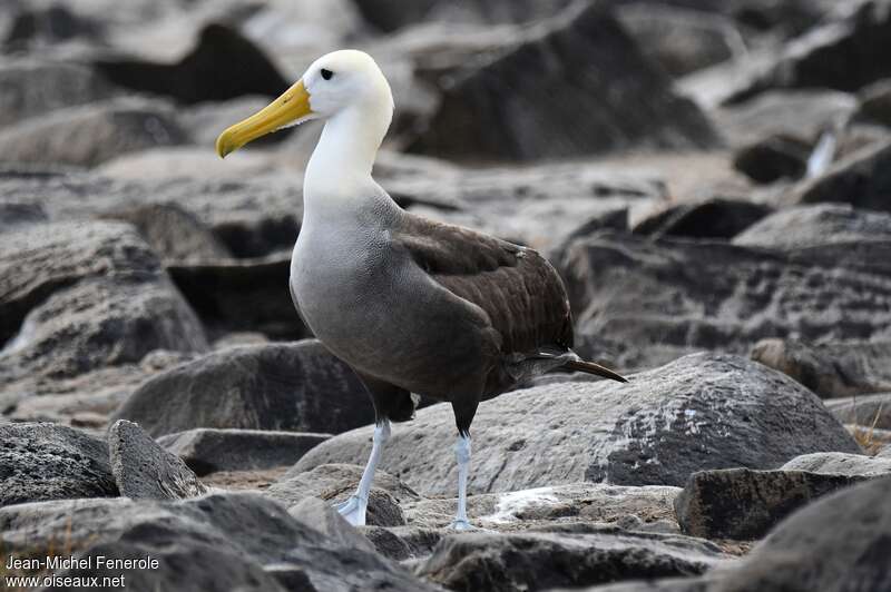 Waved Albatrossadult, identification