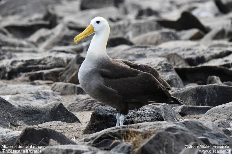 Waved Albatross