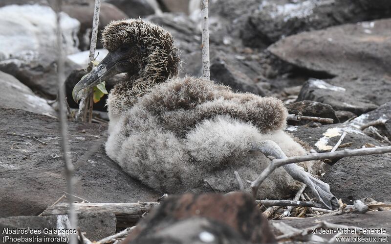 Albatros des GalapagosPoussin