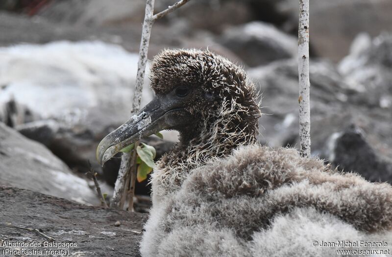 Albatros des Galapagos