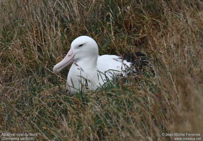 Northern Royal Albatross