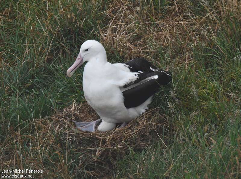 Albatros royal du Nordadulte, identification