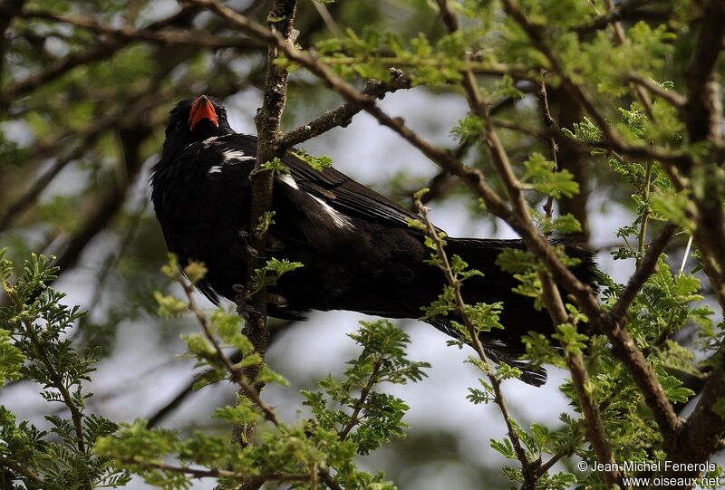 Red-billed Buffalo Weaver