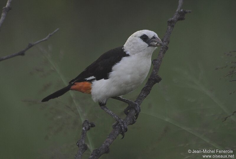 White-headed Buffalo Weaver