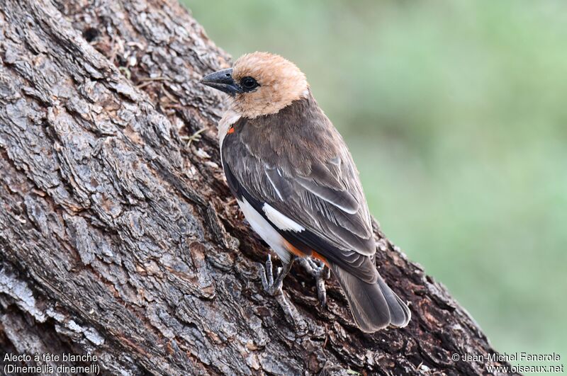 White-headed Buffalo Weaveradult