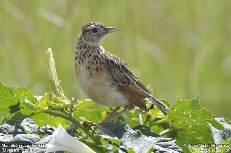 Rufous-naped Lark