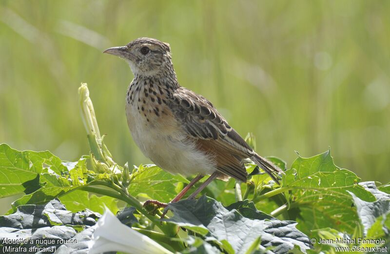 Rufous-naped Lark