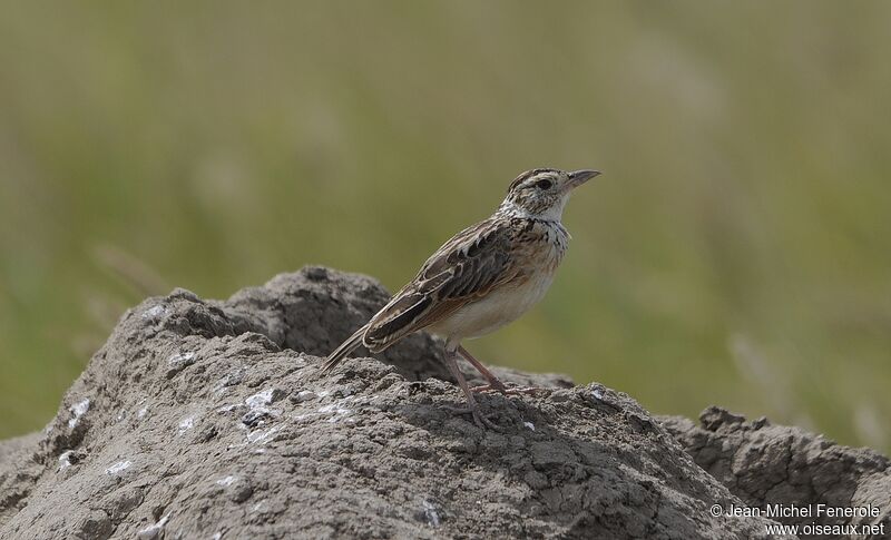 Rufous-naped Lark