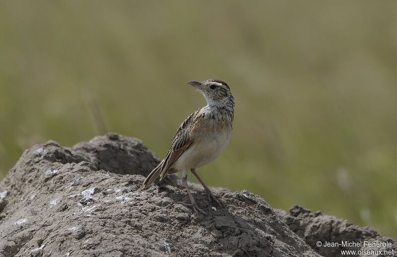 Rufous-naped Lark