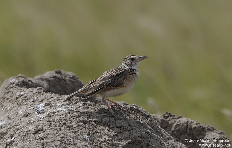 Rufous-naped Lark