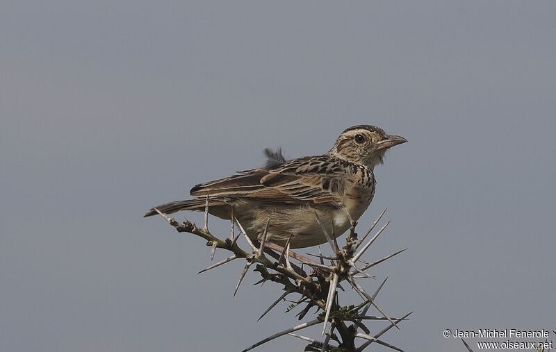 Rufous-naped Lark