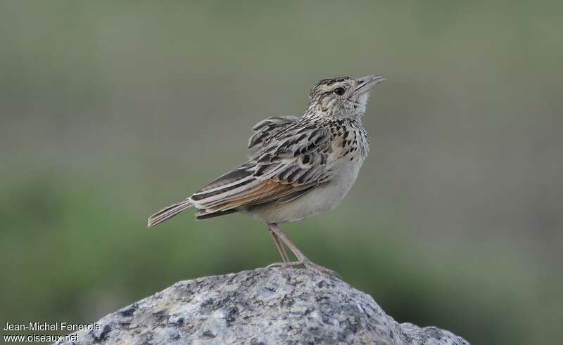 Rufous-naped Larkadult, identification