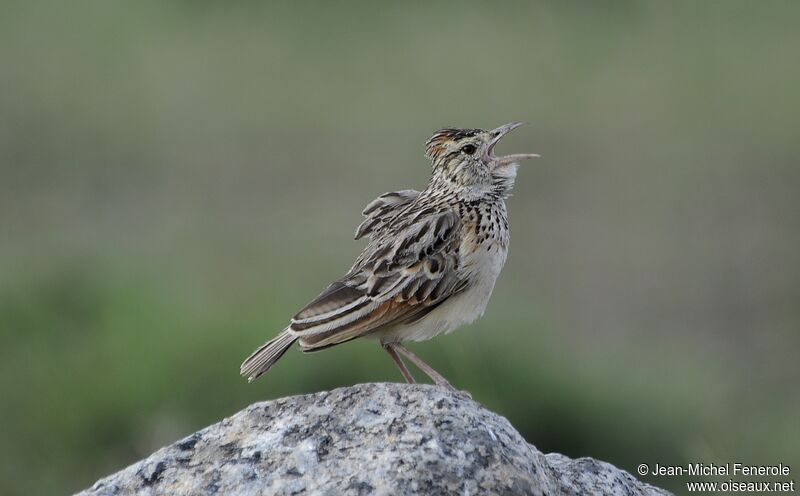 Rufous-naped Lark