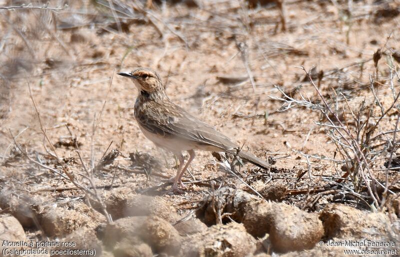 Pink-breasted Lark