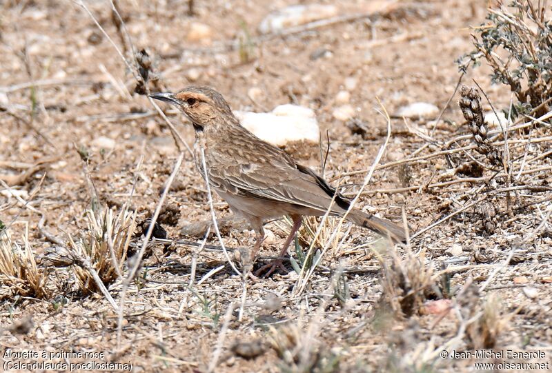 Pink-breasted Lark