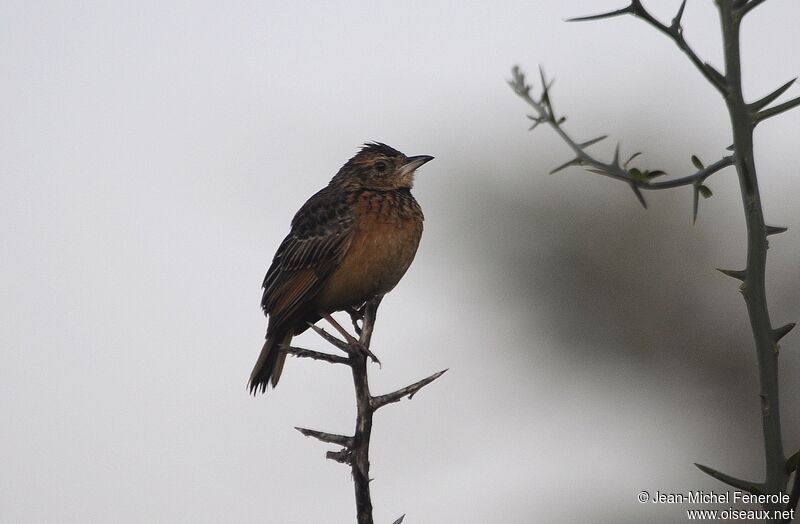 Flappet Lark