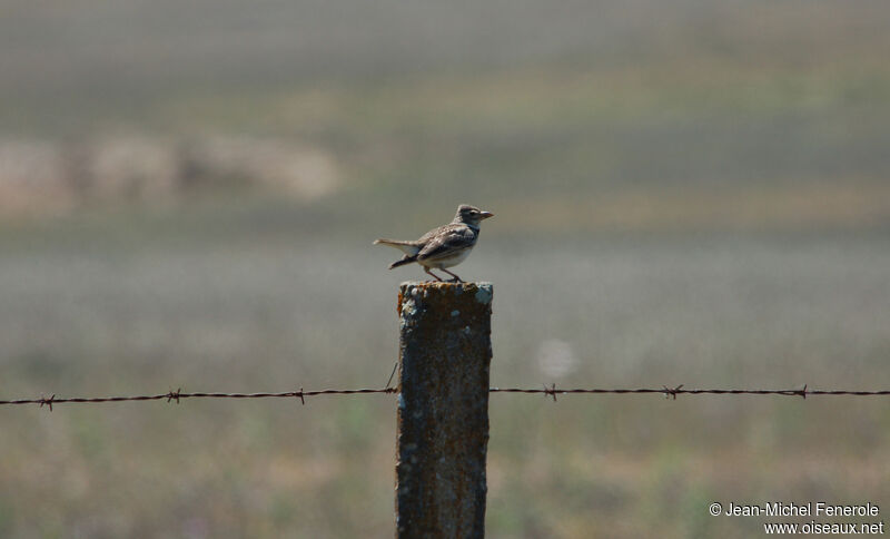 Calandra Lark