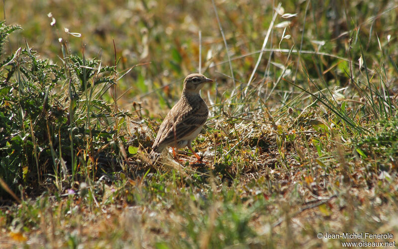 Greater Short-toed Lark