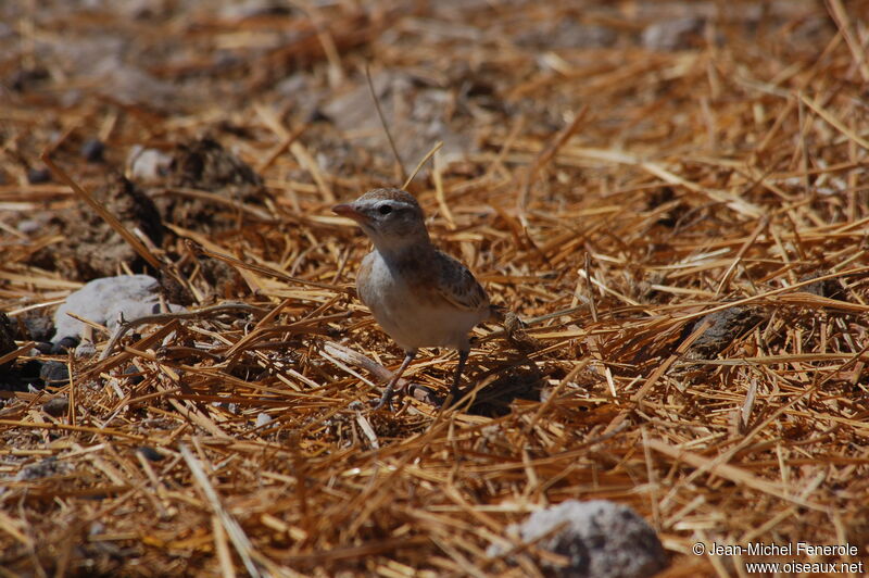 Red-capped Lark, identification