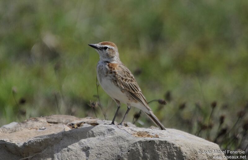 Red-capped Lark