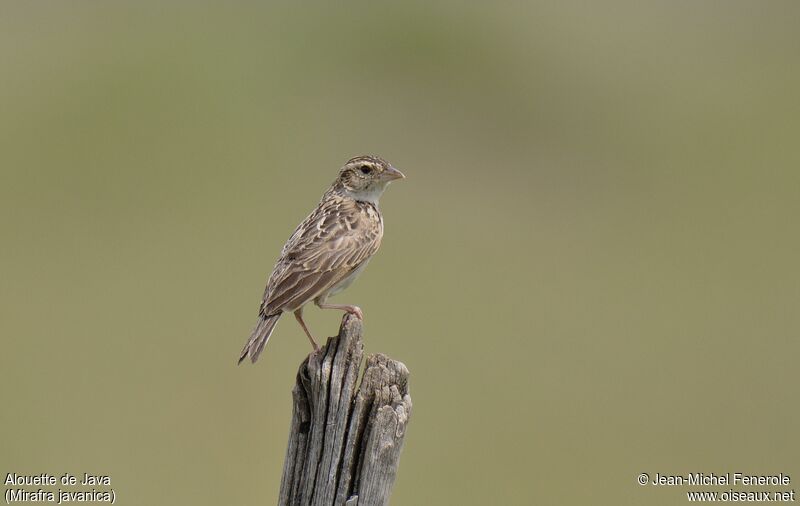 Singing Bush Larkadult, pigmentation, Behaviour