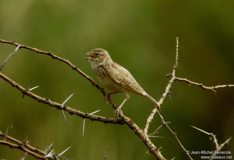 Singing Bush Larkadult, song